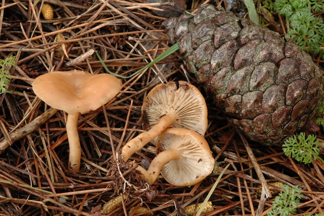 Clitocybe phaeophtalma?